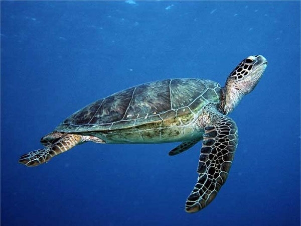 Two sea turtles released back into the wild near Ho Tram beach
